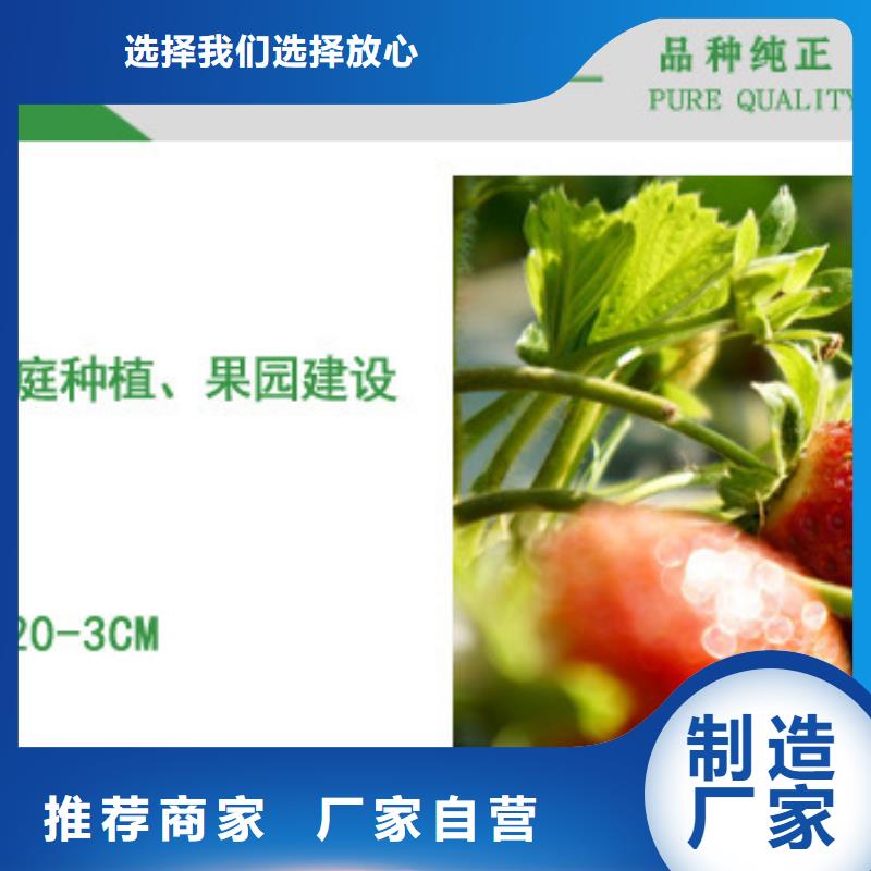 甜查理草莓苗现货批发
