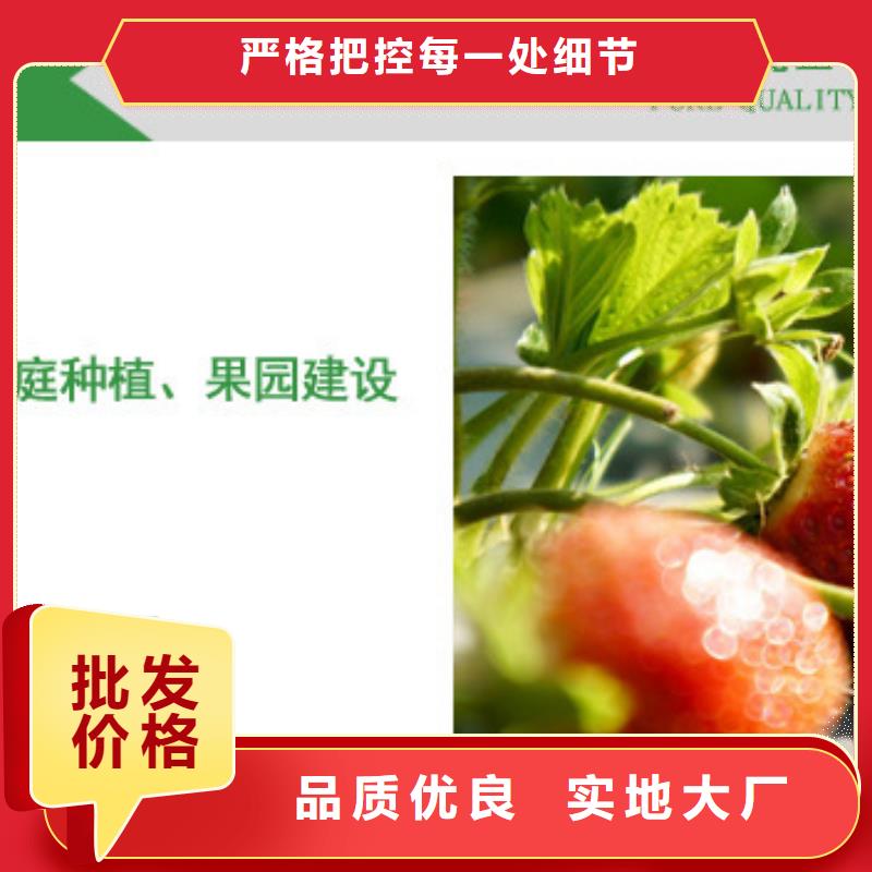 陵水县艳丽草莓苗厂家供应