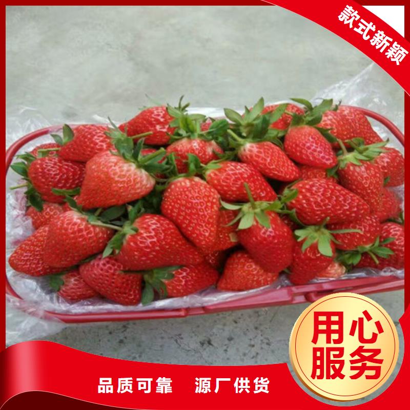 甜查理草莓苗现货批发