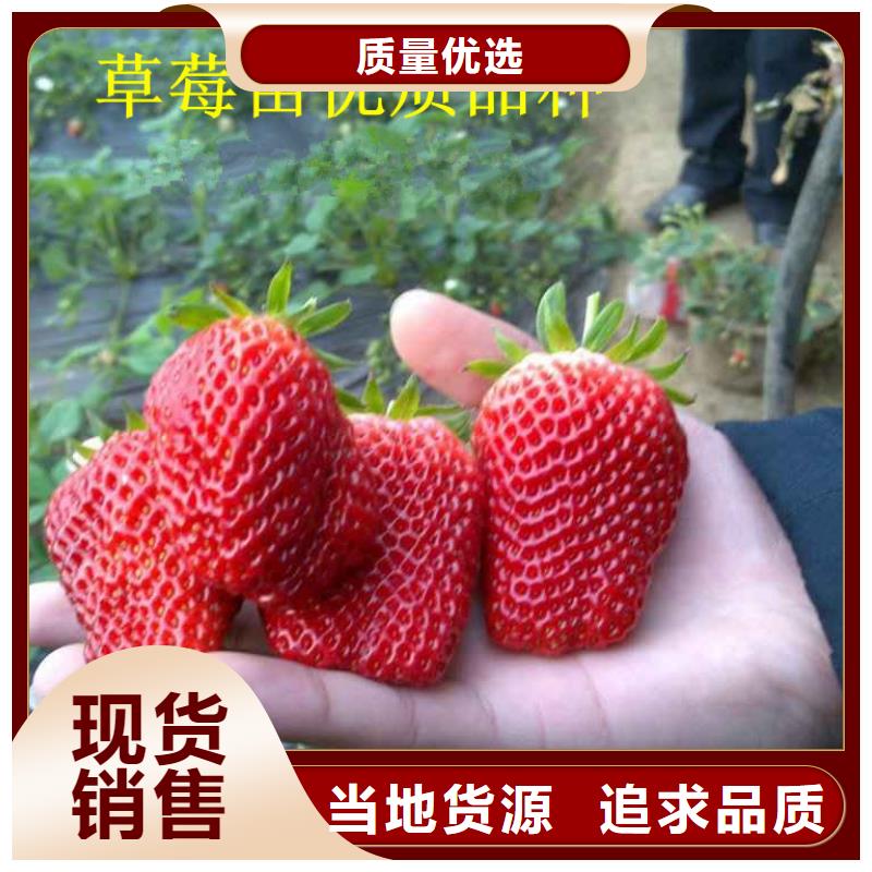 陵水县艳丽草莓苗厂家供应