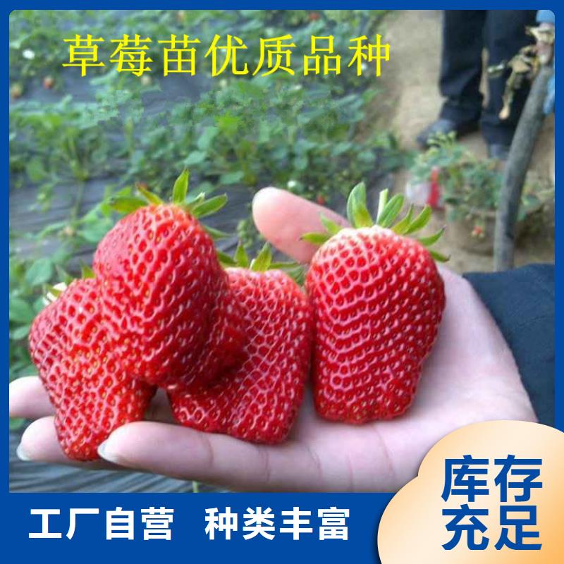 甜查理草莓苗现货批发