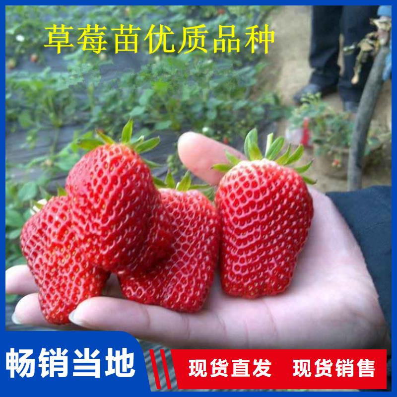 新荣红99草莓苗哪里好