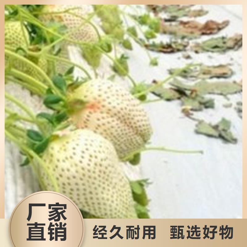 青原隋珠草莓苗哪里有