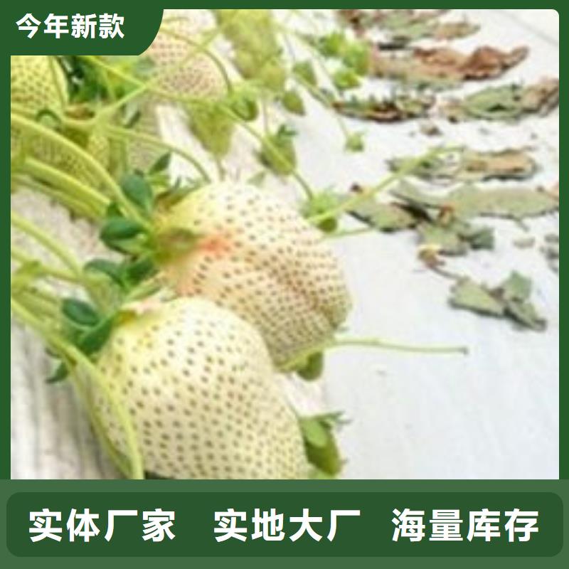 新荣红99草莓苗哪里好