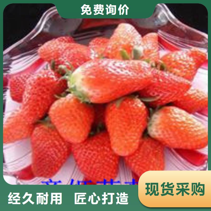 甜查理草莓苗现货批发
