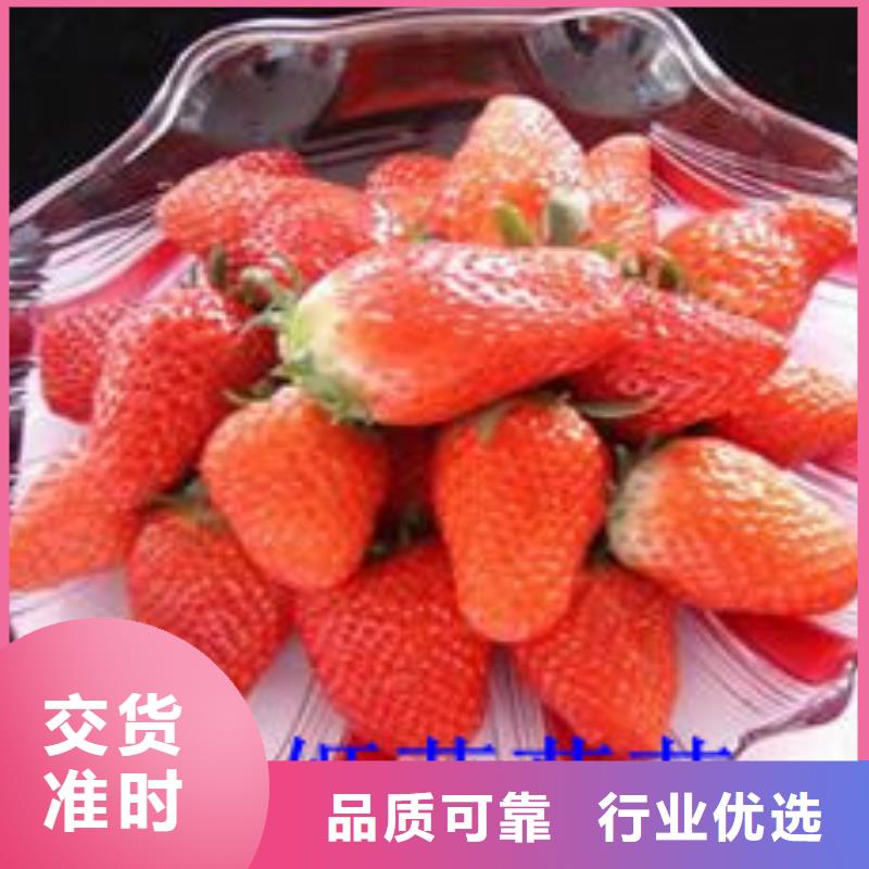 陵水县艳丽草莓苗厂家供应