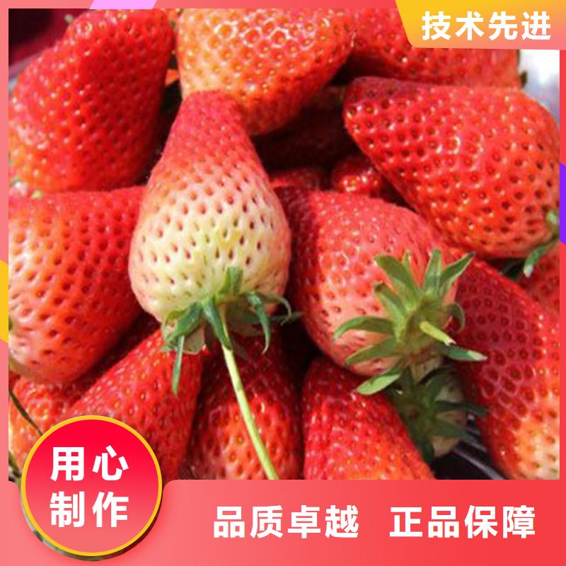 陵水县艳丽草莓苗厂家供应