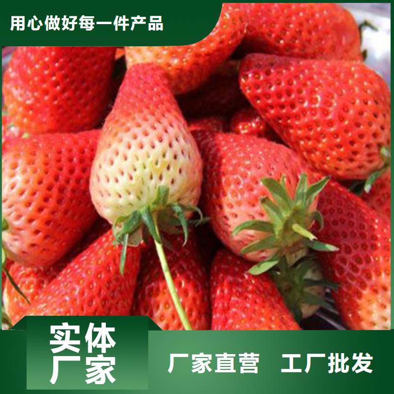 甜查理草莓苗现货批发