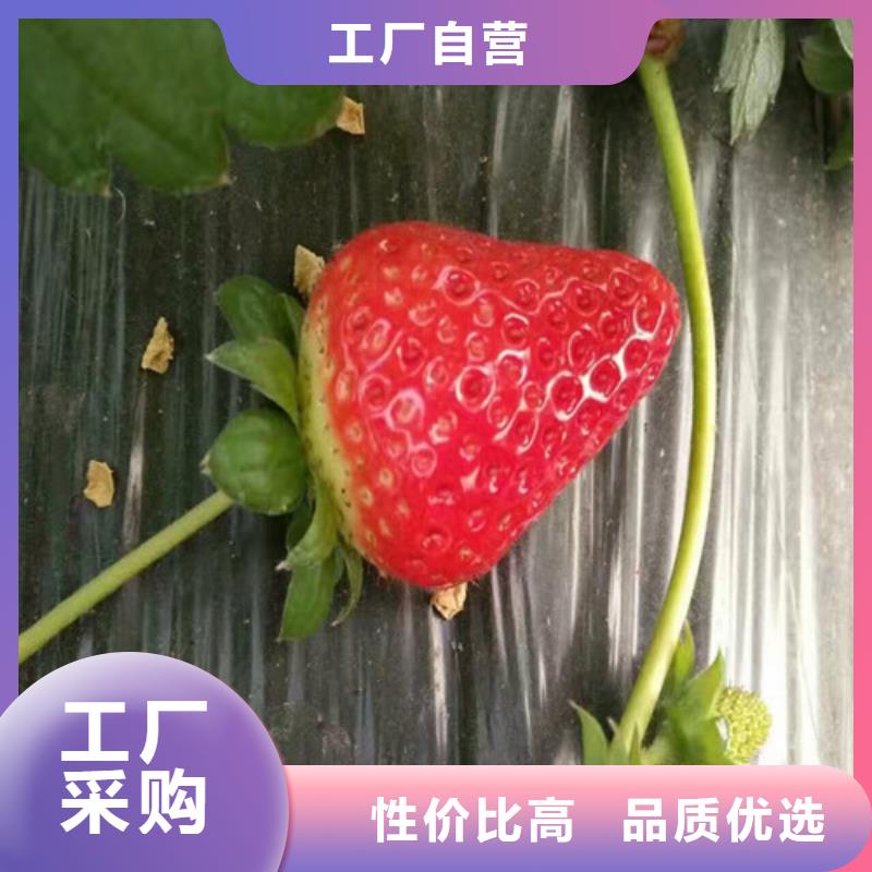 金湾哪里卖甜宝草莓苗,甜宝草莓苗哪里有种植的