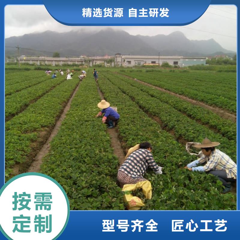 陵水县艳丽草莓苗厂家供应