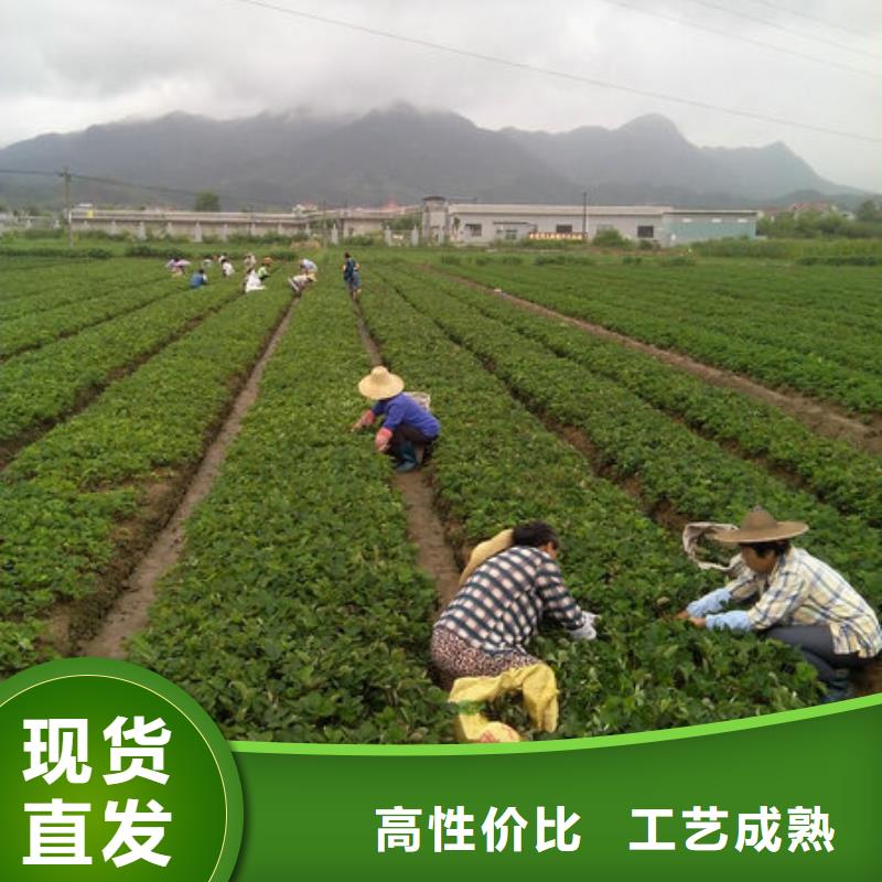 金湾哪里卖甜宝草莓苗,甜宝草莓苗哪里有种植的