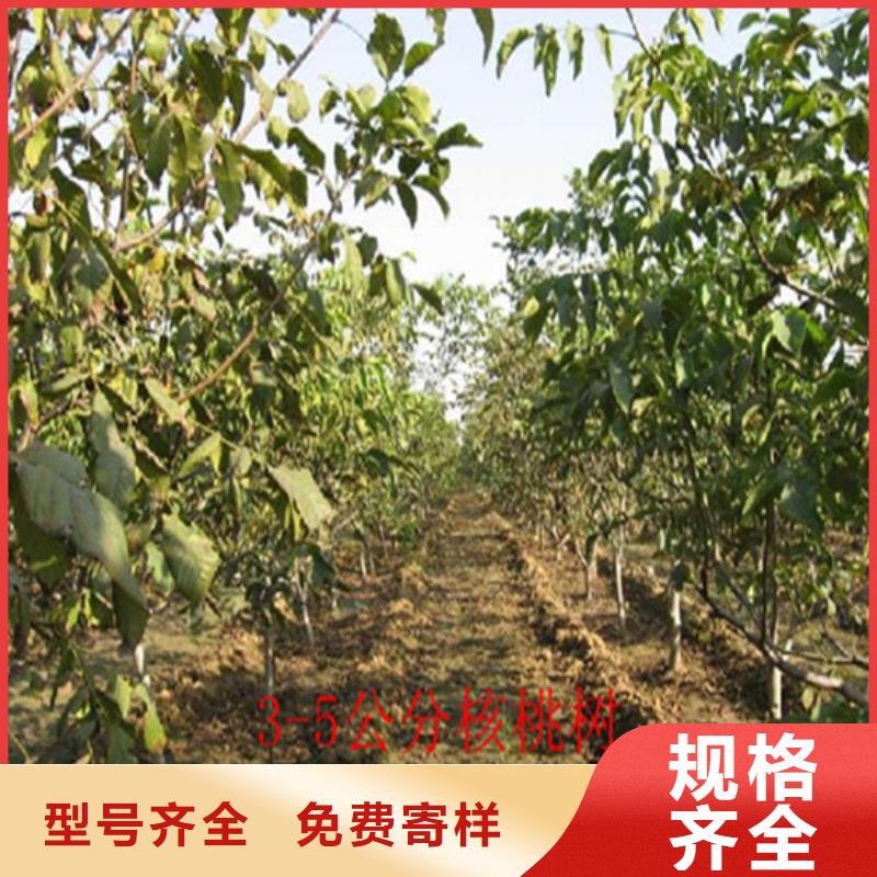 核桃苗冬桃树苗支持定制贴心售后
