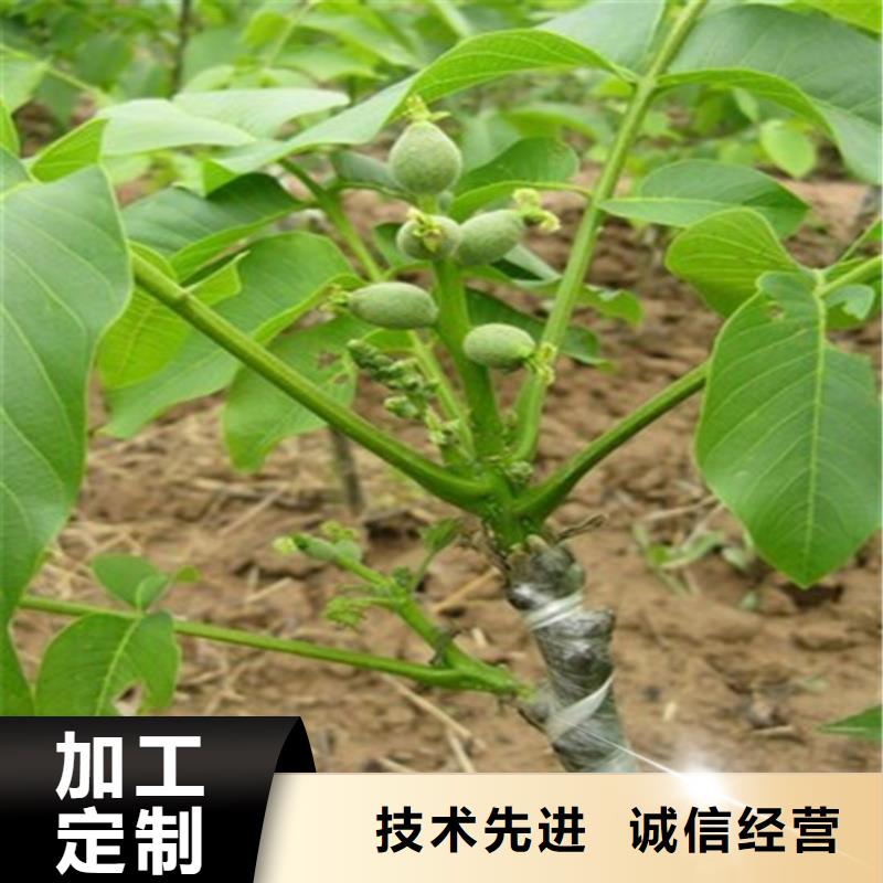 核桃苗-蜂糖李子树苗不断创新