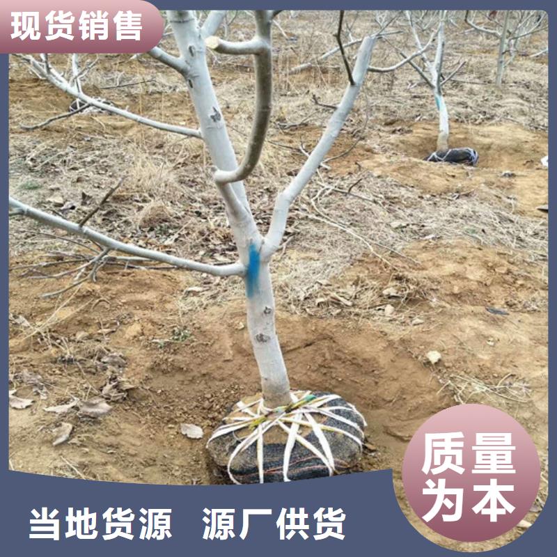 核桃苗冬桃树苗支持定制贴心售后