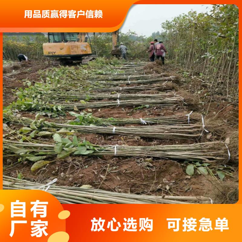 核桃苗红富士苹果树苗诚信为本