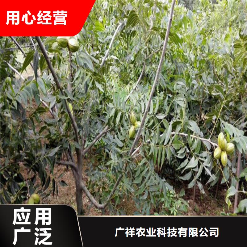 核桃苗果树苗品质好才是硬道理