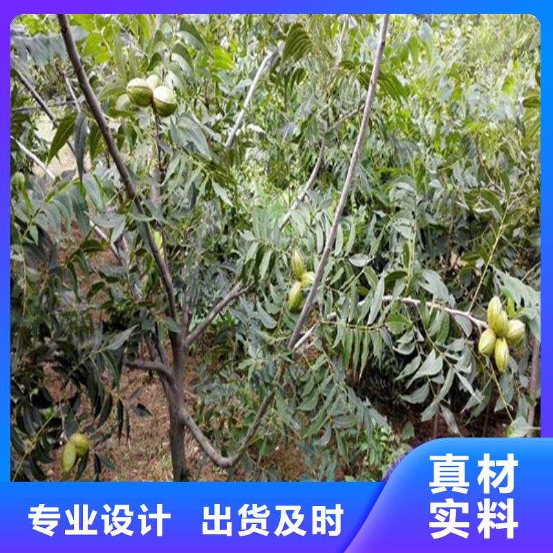 【核桃苗】蜂糖李子树苗精致工艺