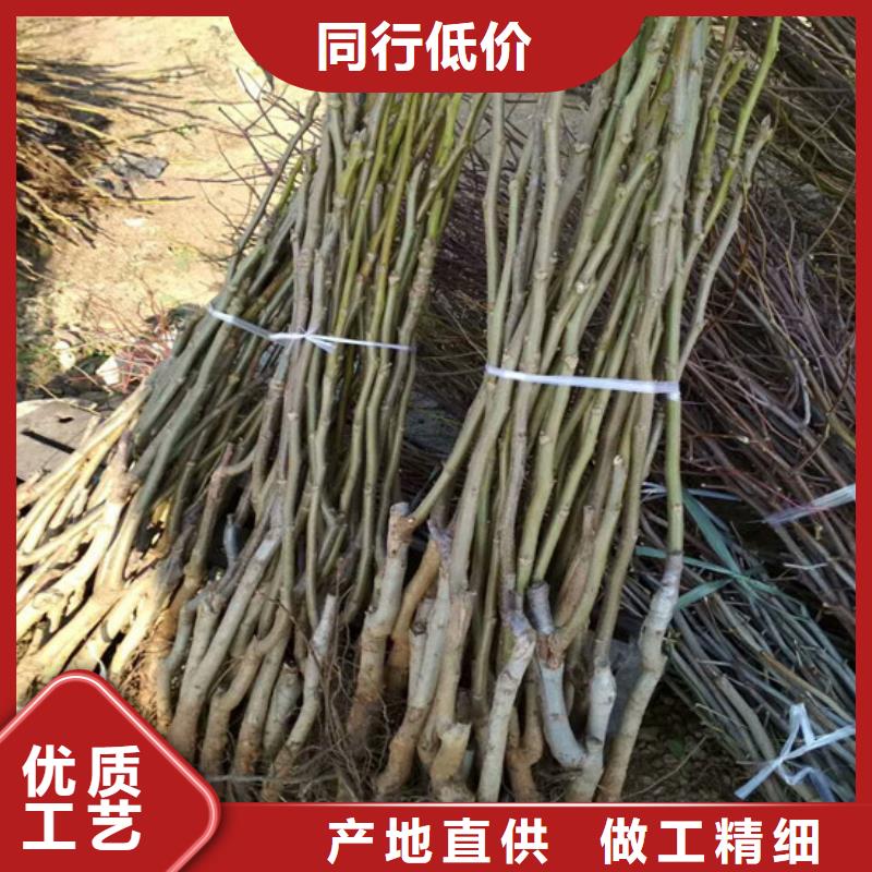核桃苗-梨树苗基地来电咨询