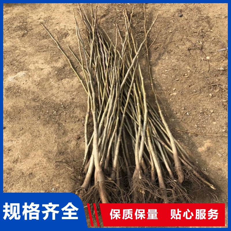 【核桃苗】-果树苗质量检测