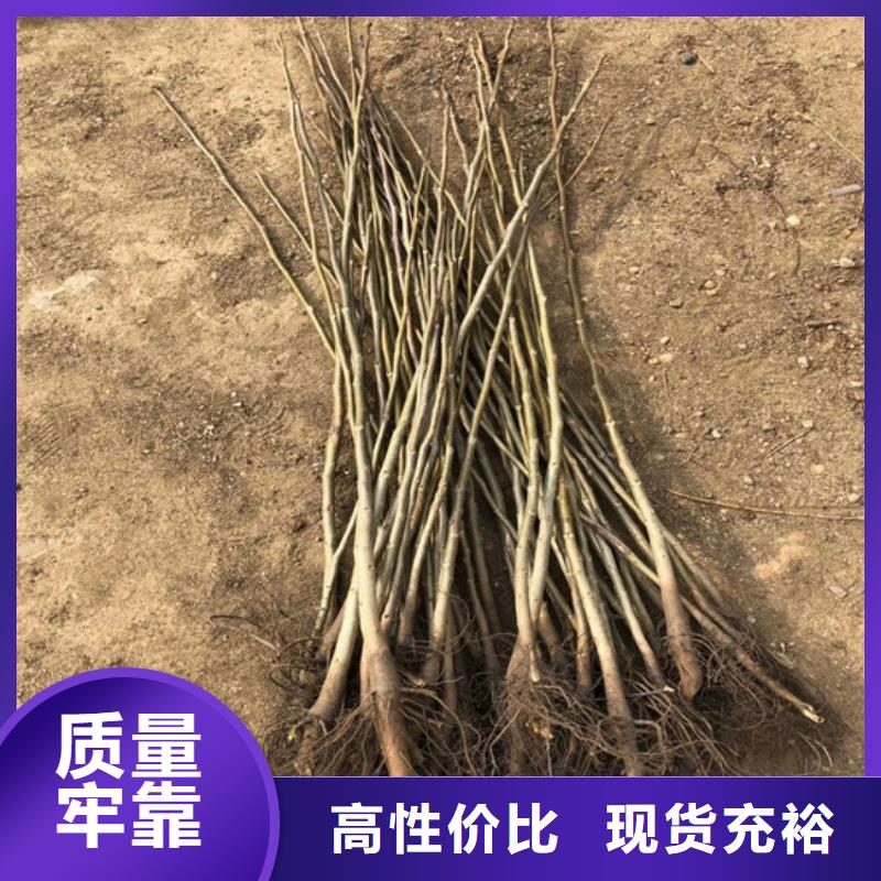 核桃苗红富士苹果树苗诚信为本