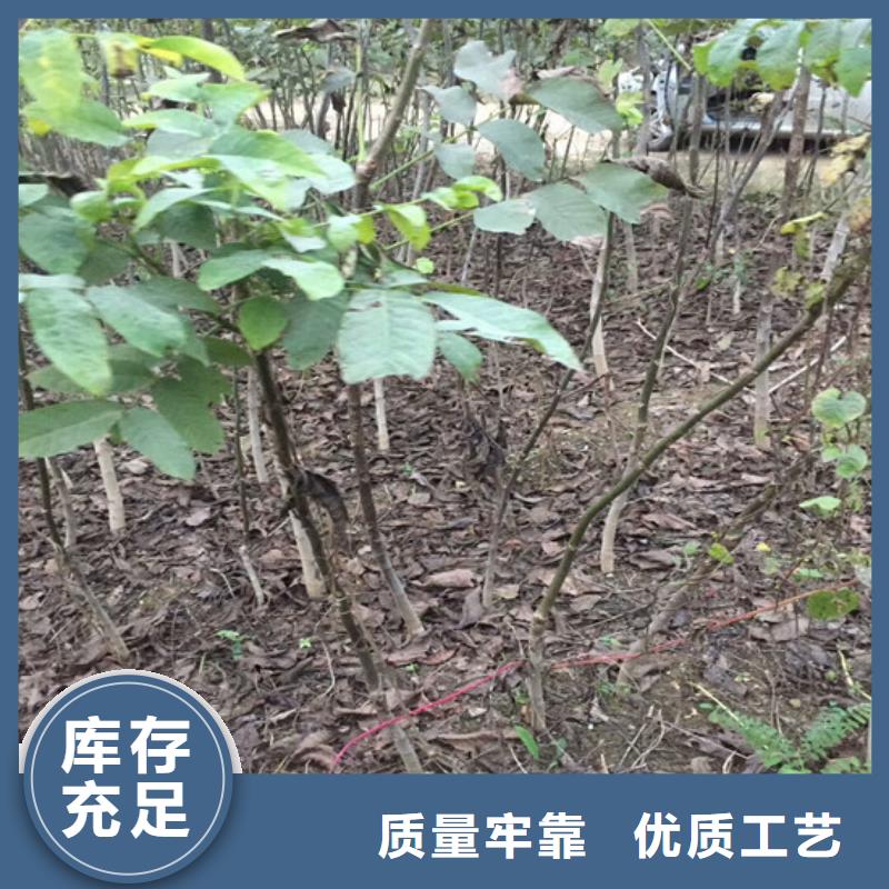 【核桃苗】-果树苗质量检测
