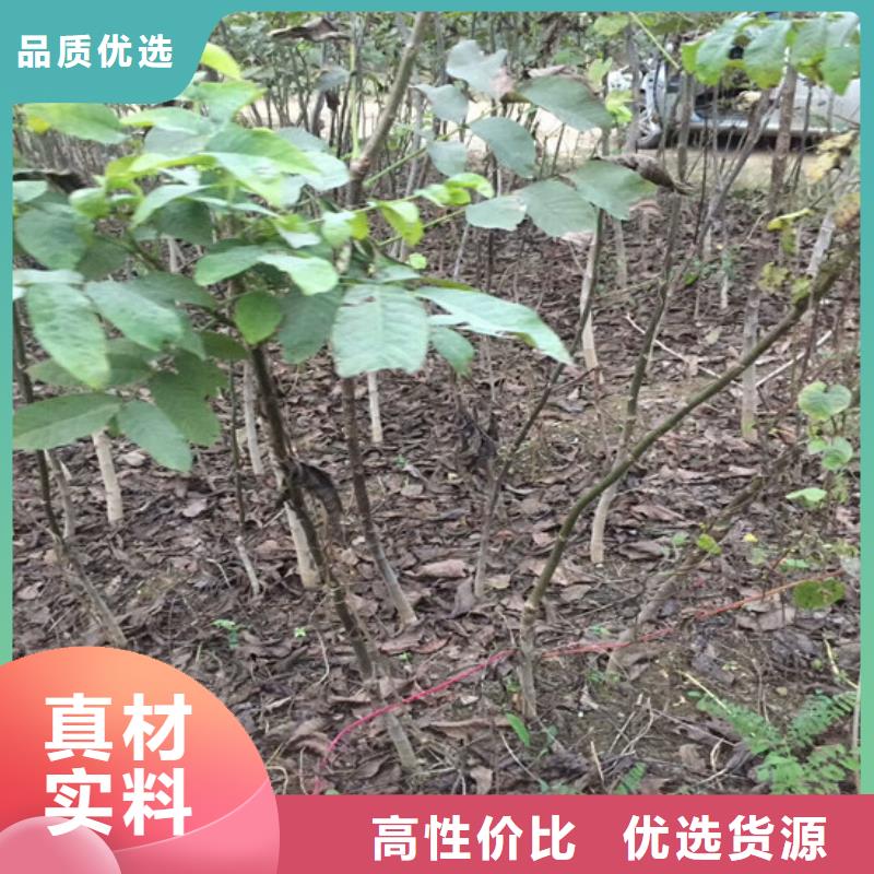 核桃苗-梨树苗基地来电咨询