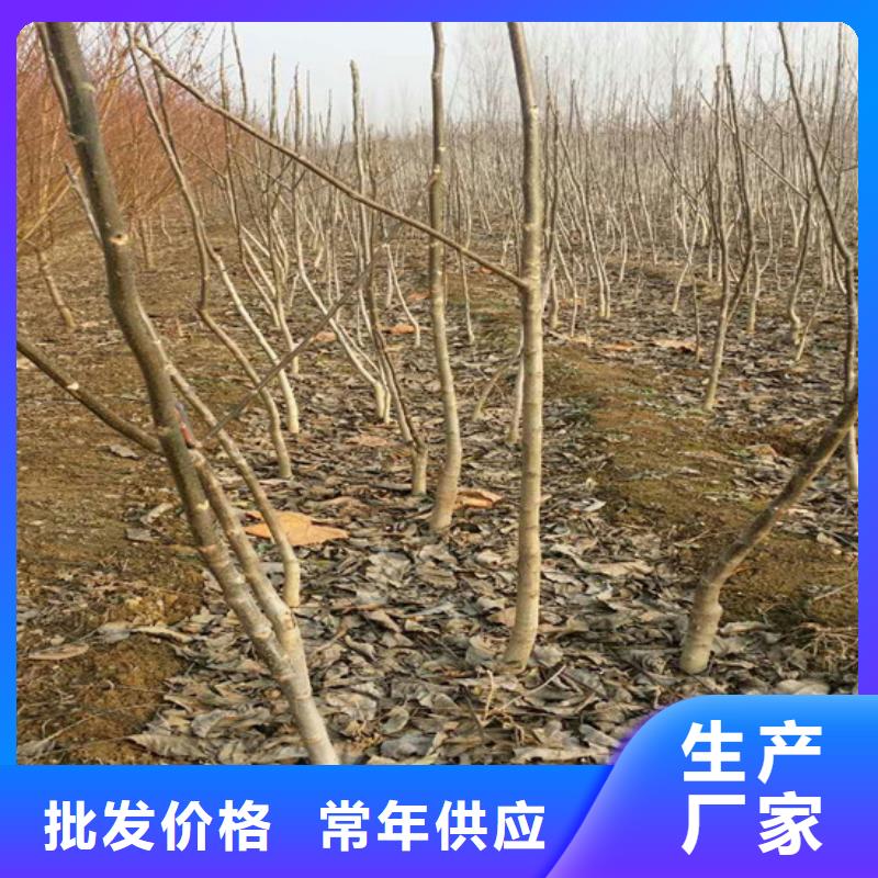 核桃苗冬桃树苗支持定制贴心售后