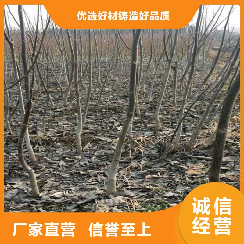 核桃苗_果树苗热销产品