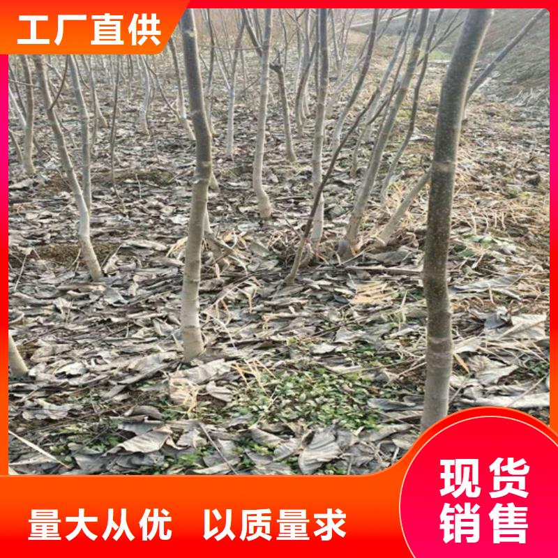 核桃苗红颜草莓好品质用的放心