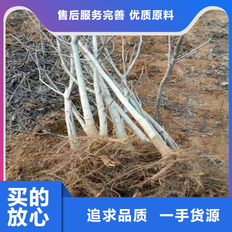 供应原生核桃树苗