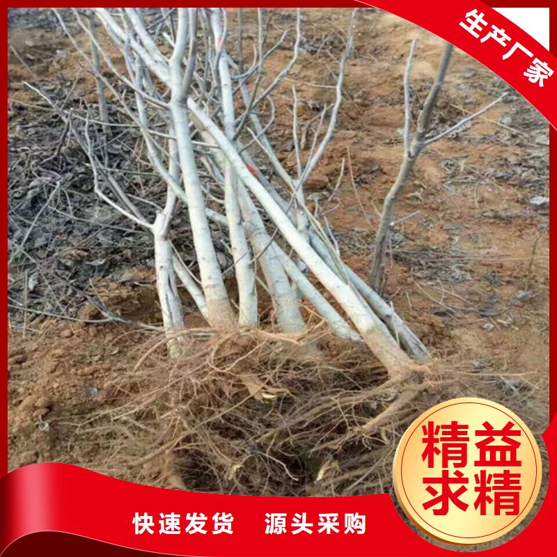 【核桃苗】-果树苗质量检测