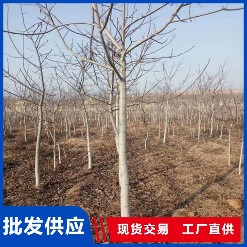 核桃苗冬桃树苗支持定制贴心售后
