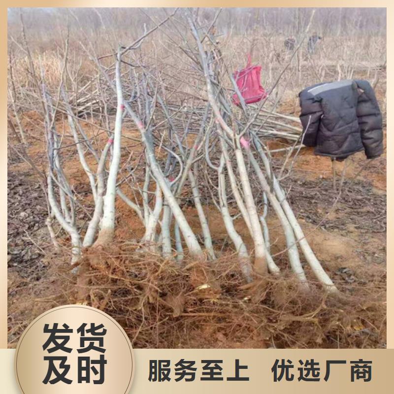 核桃苗_果树苗热销产品