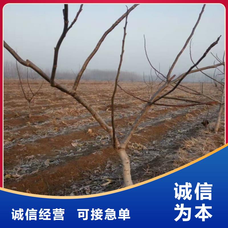 核桃苗-梨树苗基地来电咨询