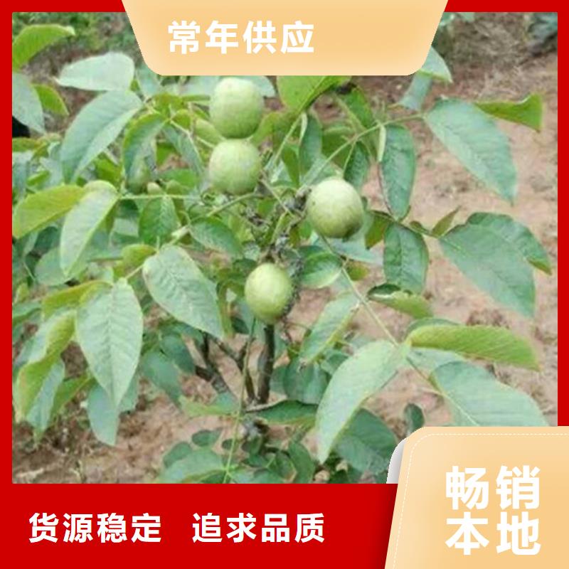 自治区清香核桃苗培育