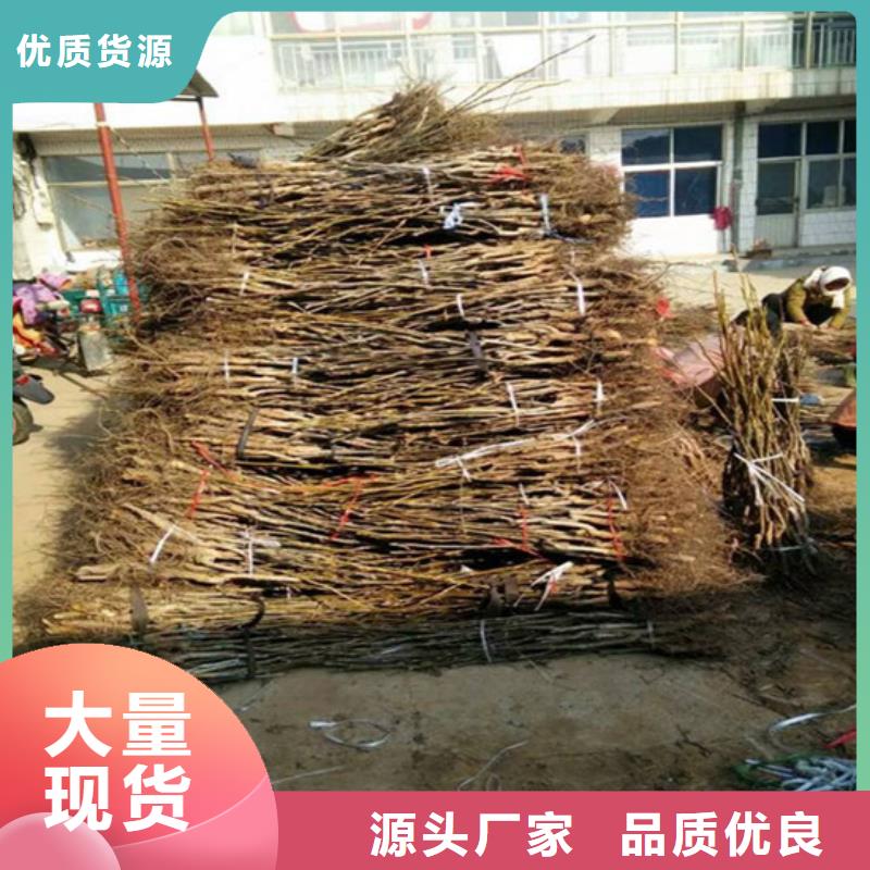 核桃苗-蜂糖李子树苗不断创新