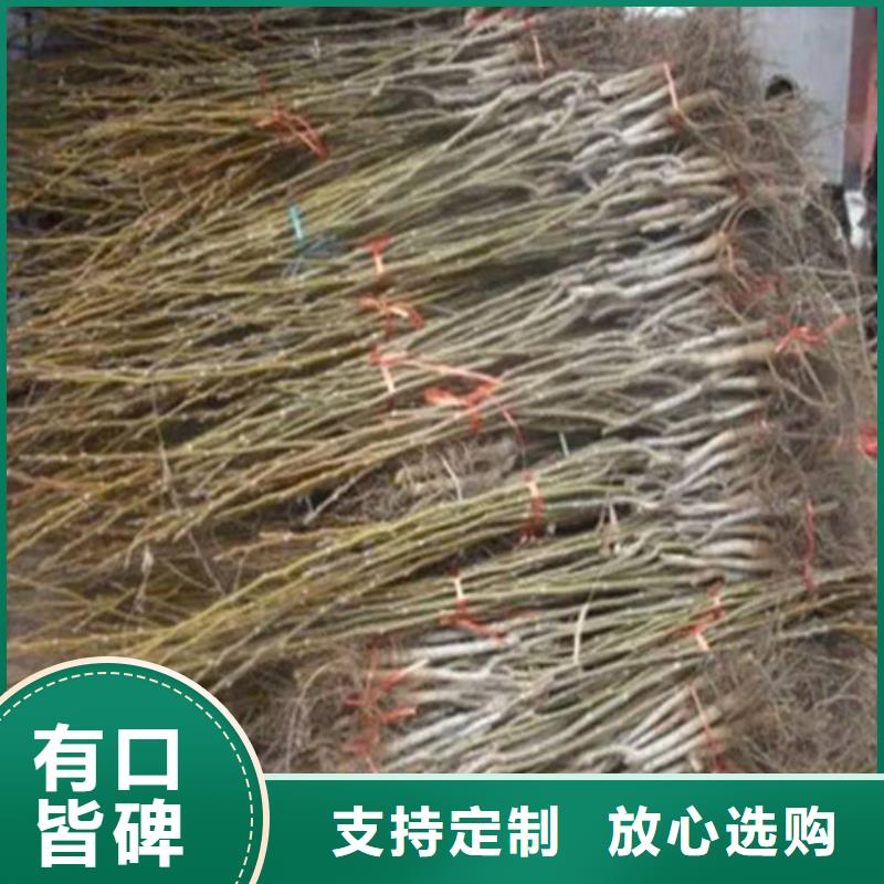 核桃苗红富士苹果树苗诚信为本