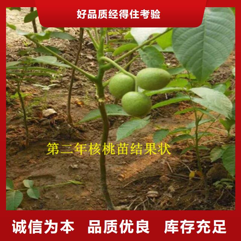 核桃苗冬桃树苗支持定制贴心售后