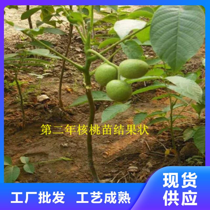核桃苗-蜂糖李子树苗不断创新