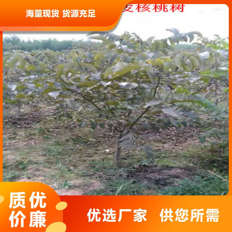 核桃苗-梨树苗基地来电咨询