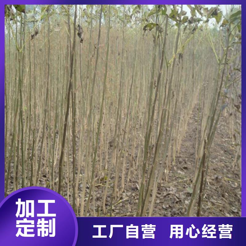 核桃苗红颜草莓好品质用的放心
