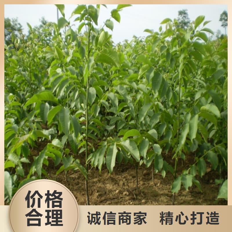 核桃苗-蜂糖李子树苗不断创新