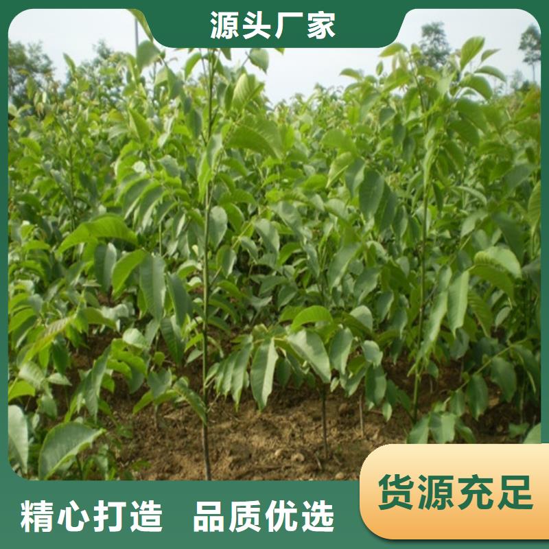 核桃苗红颜草莓好品质用的放心
