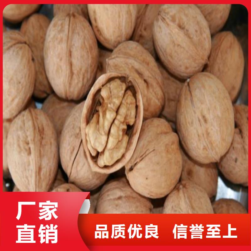 自治区清香核桃苗培育