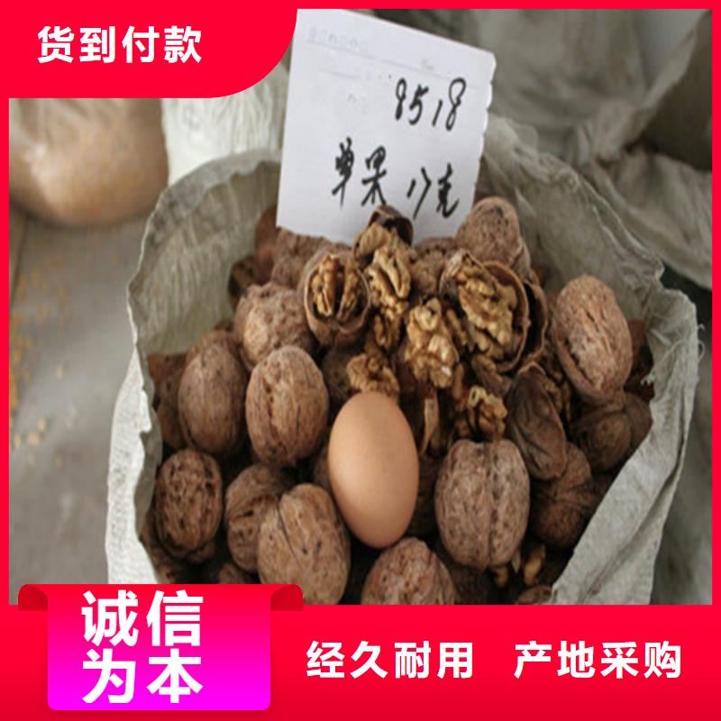 供应原生核桃树苗