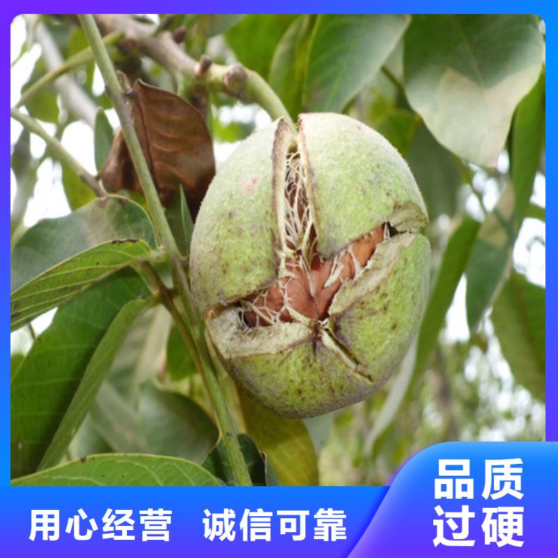 供应原生核桃树苗