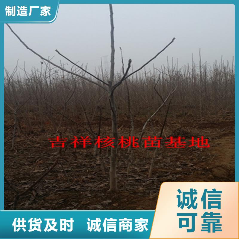 自治区清香核桃苗培育
