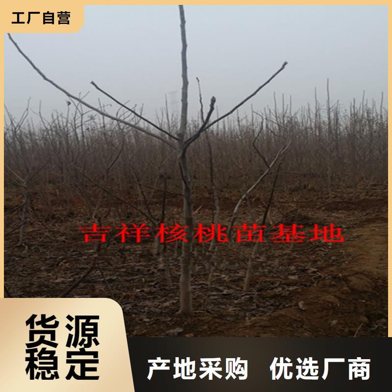 供应原生核桃树苗