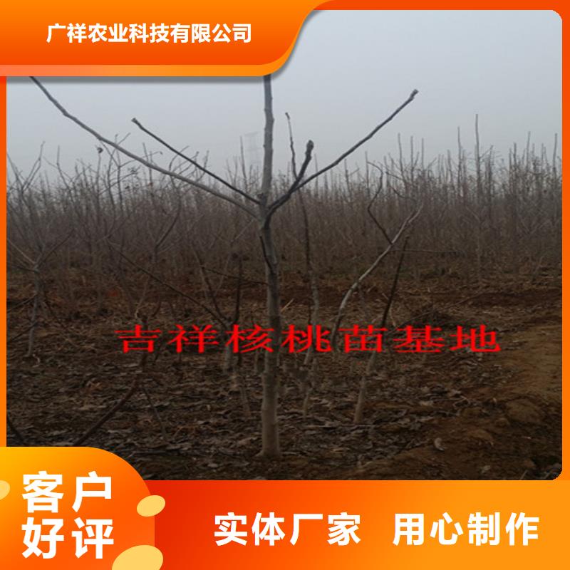 核桃苗-蜂糖李子树苗不断创新