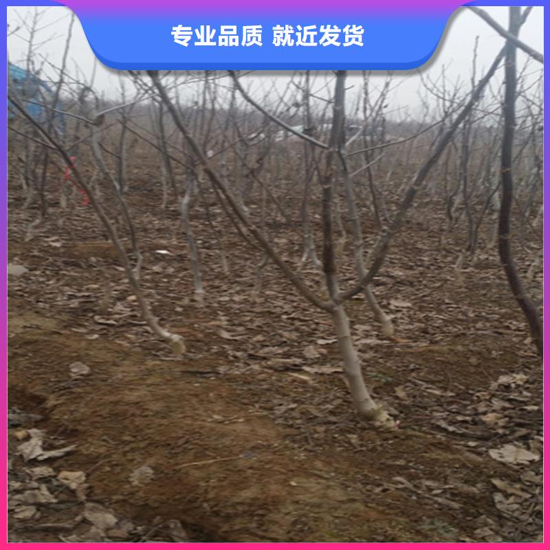 核桃苗-蜂糖李子树苗不断创新